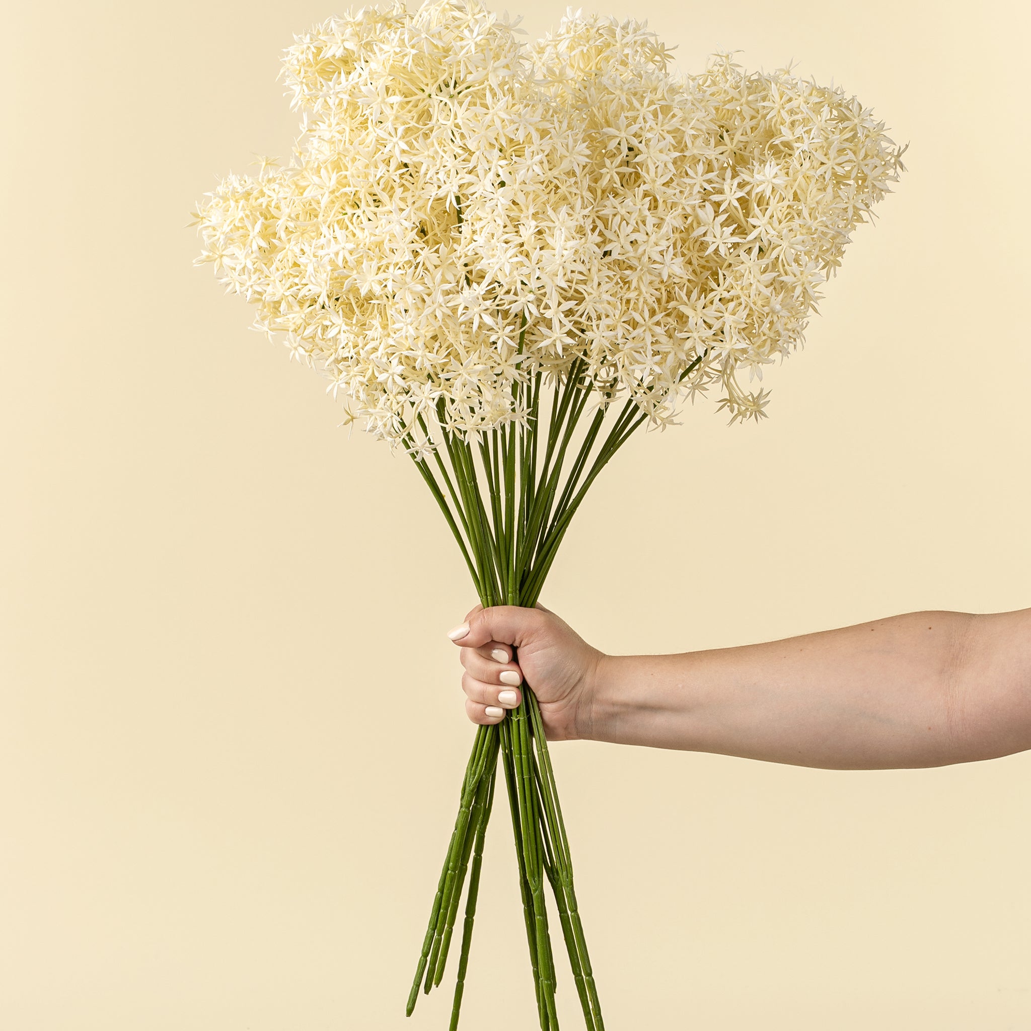 Hand holding a bouquet of white flowers against a beige background