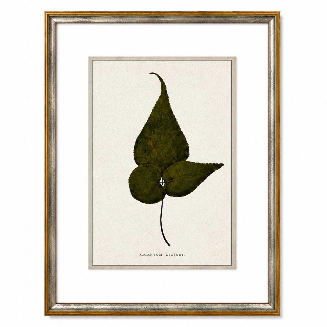 Framed botanical print of a leaf on a white background