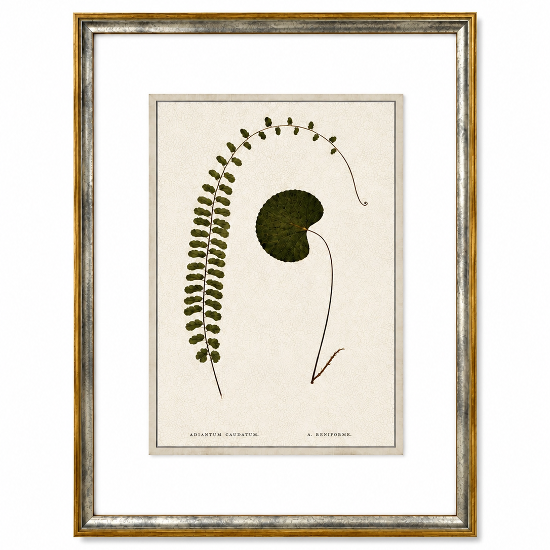 Framed botanical print with leaf design on a white background
