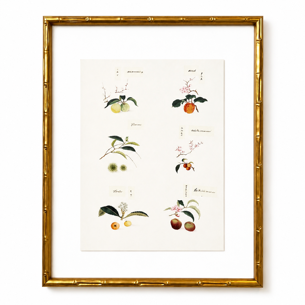 Framed botanical illustration on a white background