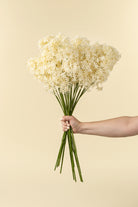 Hand holding a bouquet of white flowers against a beige background