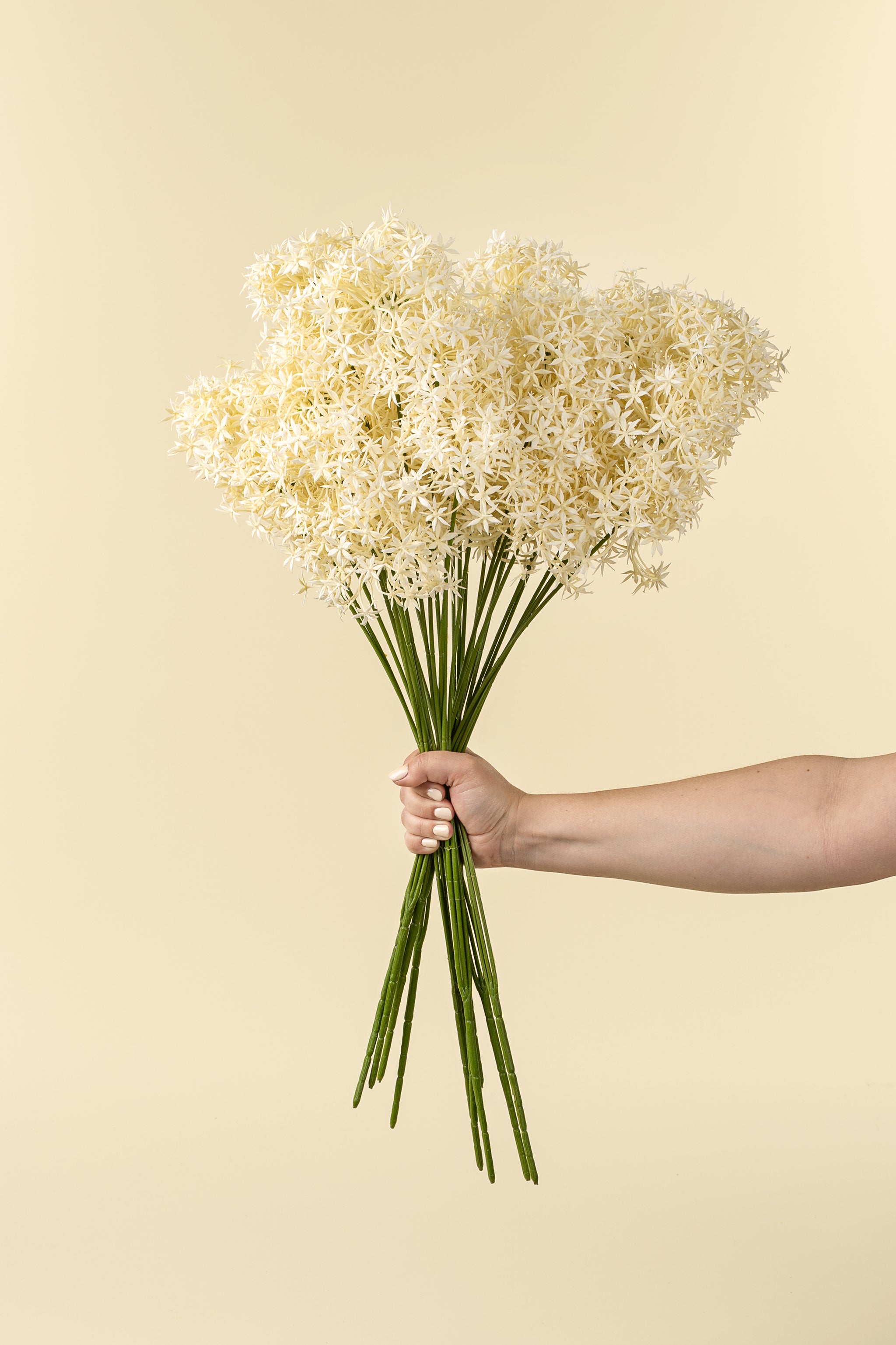 Hand holding a bouquet of white flowers against a beige background