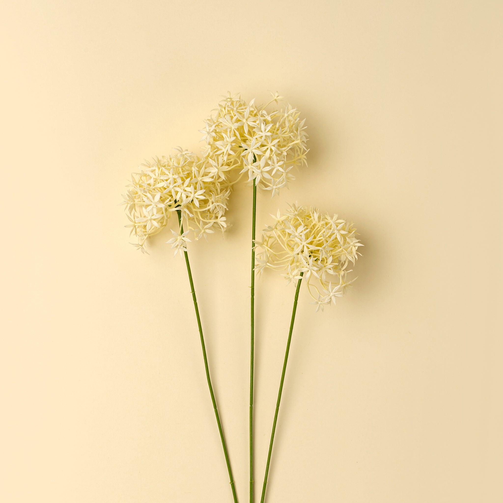 Three white flowers with green stems on a beige background