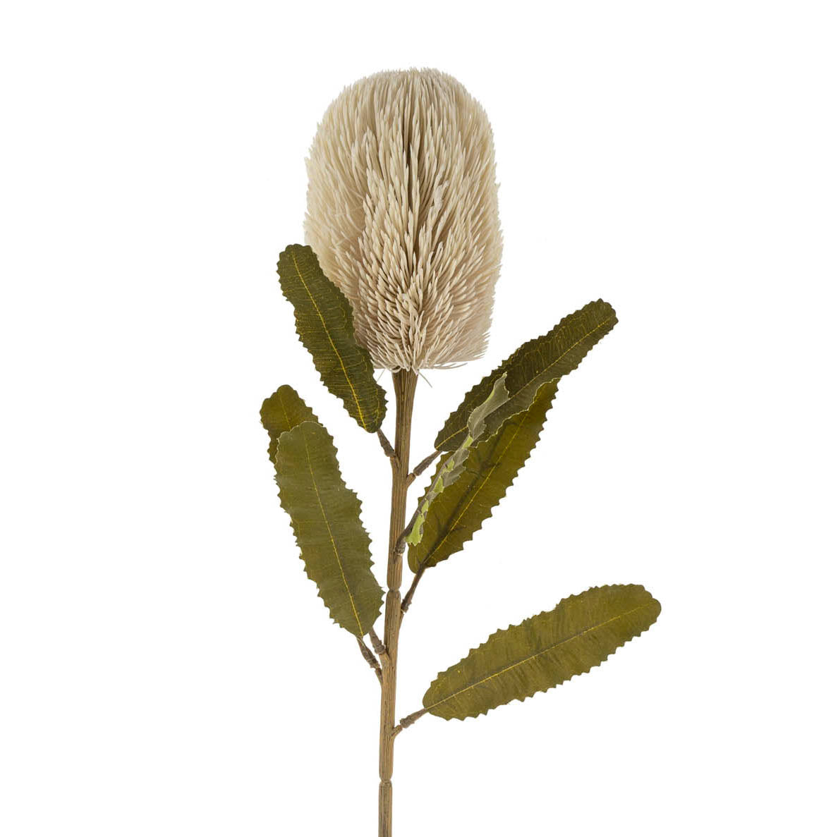 Artificial banksia flower with green leaves on a white background