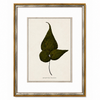 Botanical Green III Framed Art