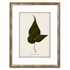 Framed botanical print of a leaf on a white background