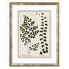 Botanical Green II Framed Art