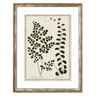 Framed botanical print of black leaves on a beige background