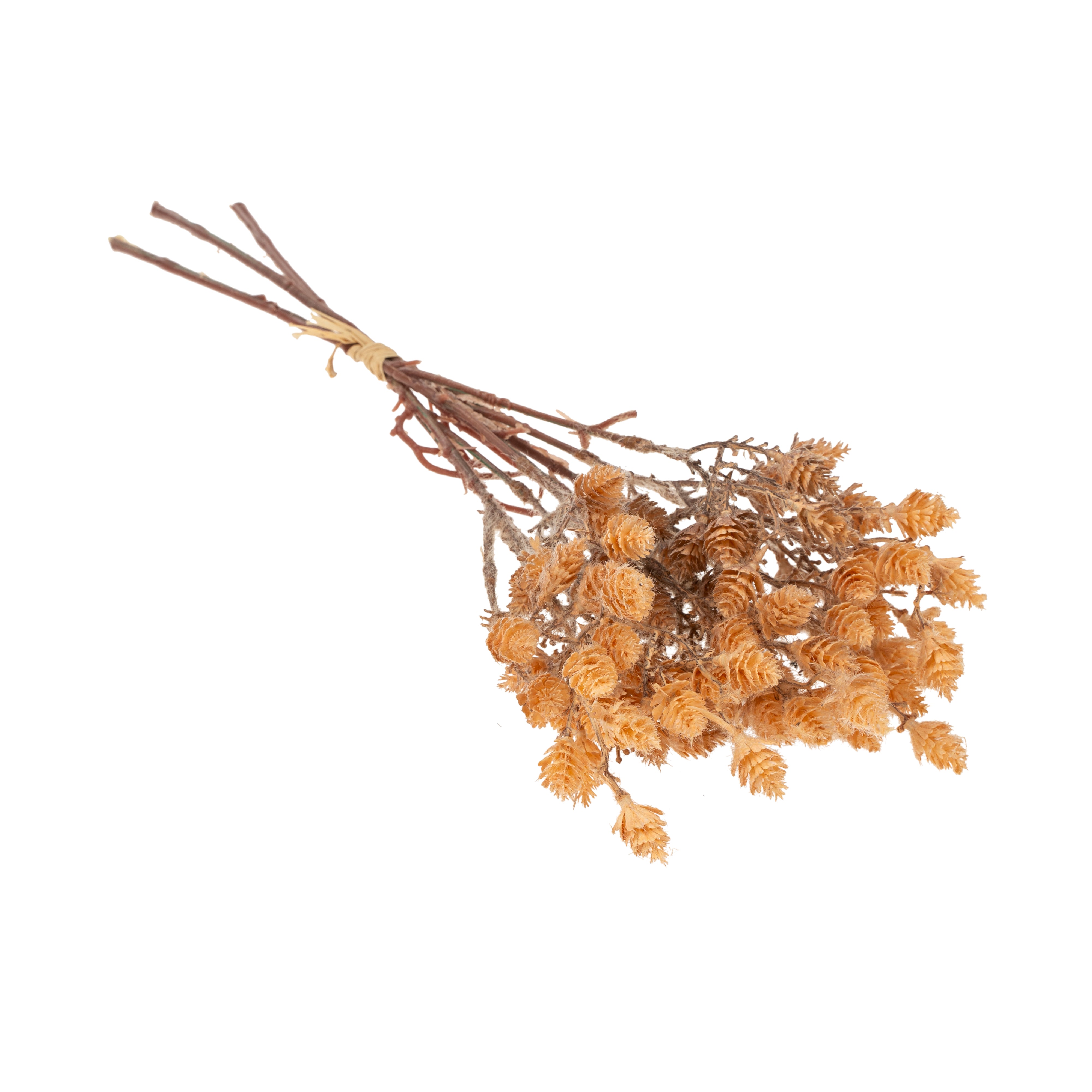 Bouquet of dried flowers on a white background
